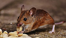 24 Hour & Emergency Exterminators in Livermore, ME
